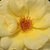 Sárga - Virágágyi floribunda rózsa - Arthur Bell